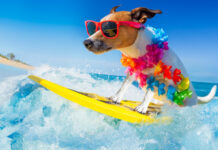 Ein Hund im Büro? So machst du deinen flauschigen Vierbeiner zum Puzzle-Star! ★